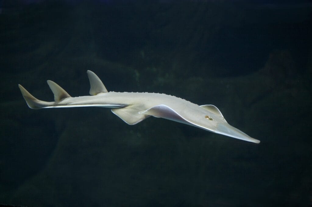 Blackchin guitarfish