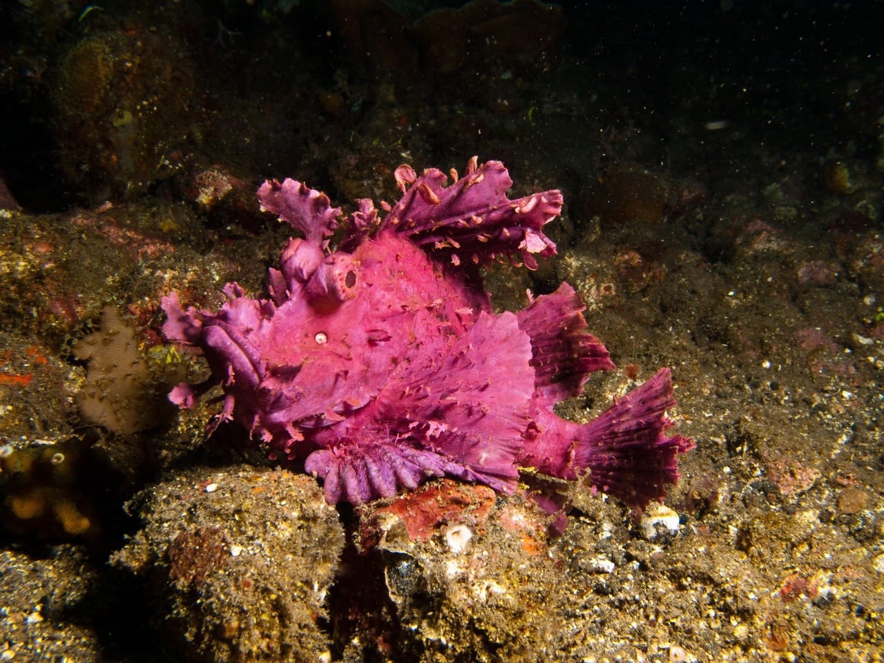 Leaf fish - Oceanogràfic de València