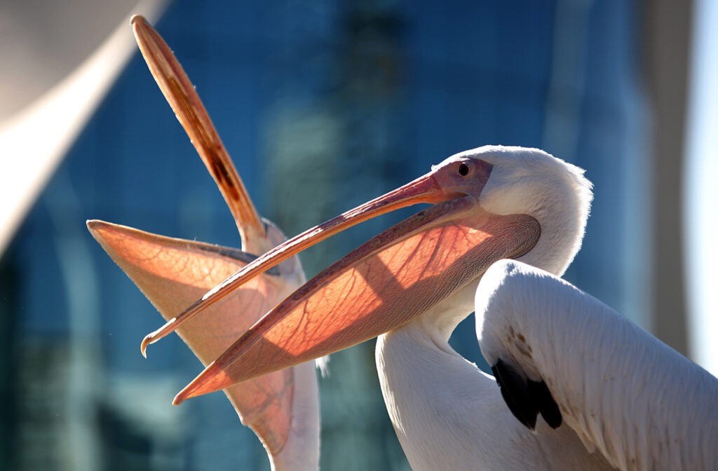 Pelicans