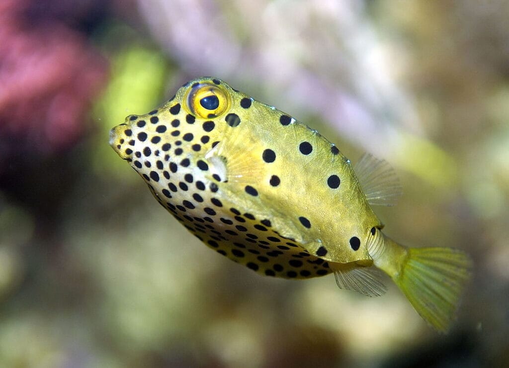 Yellow boxfish