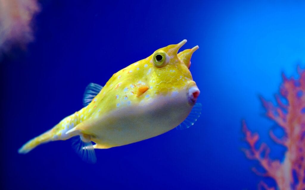 Longhorn cowfish