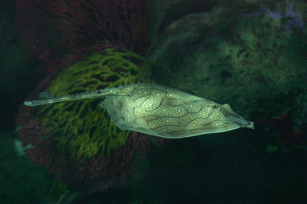 Undulate ray