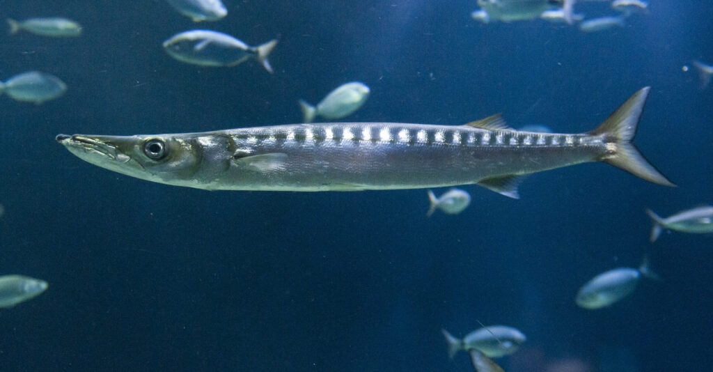 Mediterranean barracuda