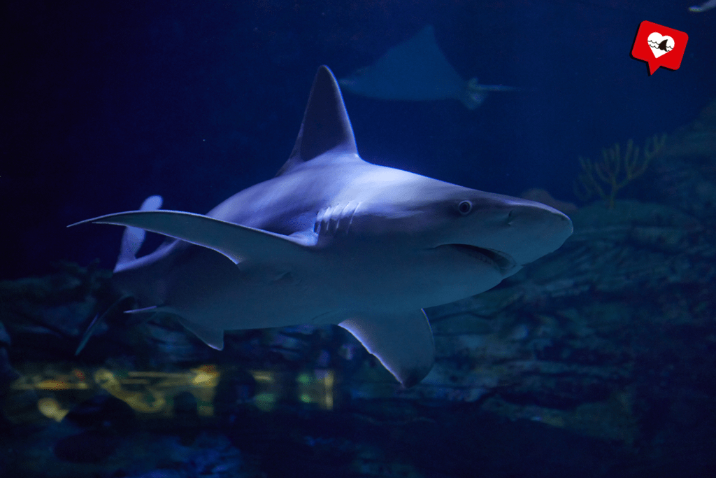 Grey reef shark