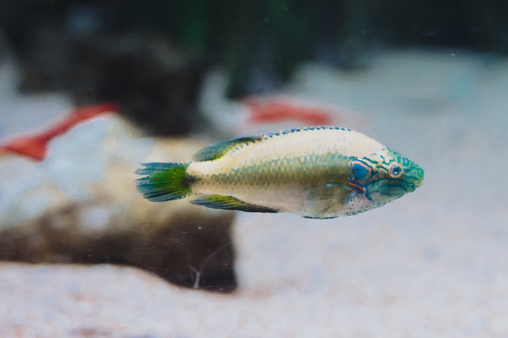 Ocellated wrasse