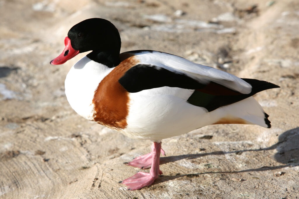 Common shelduck