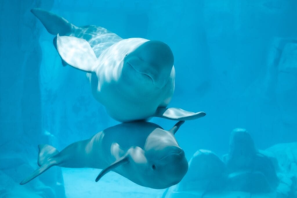 Beluga whales