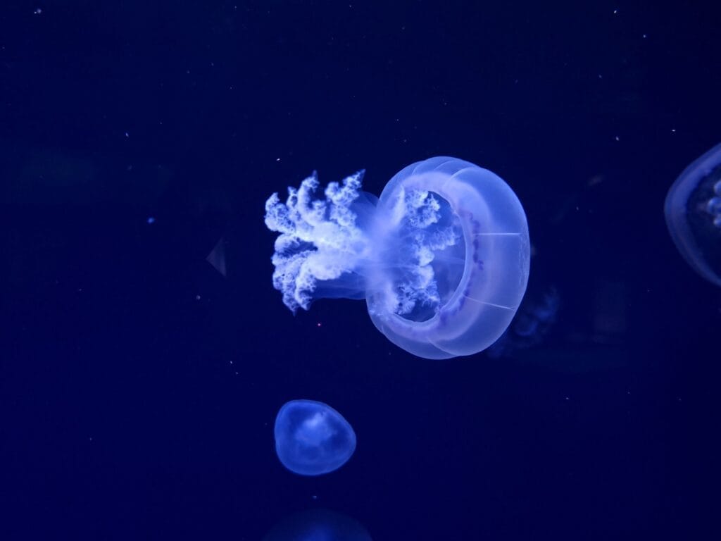 Barrel jellyfish