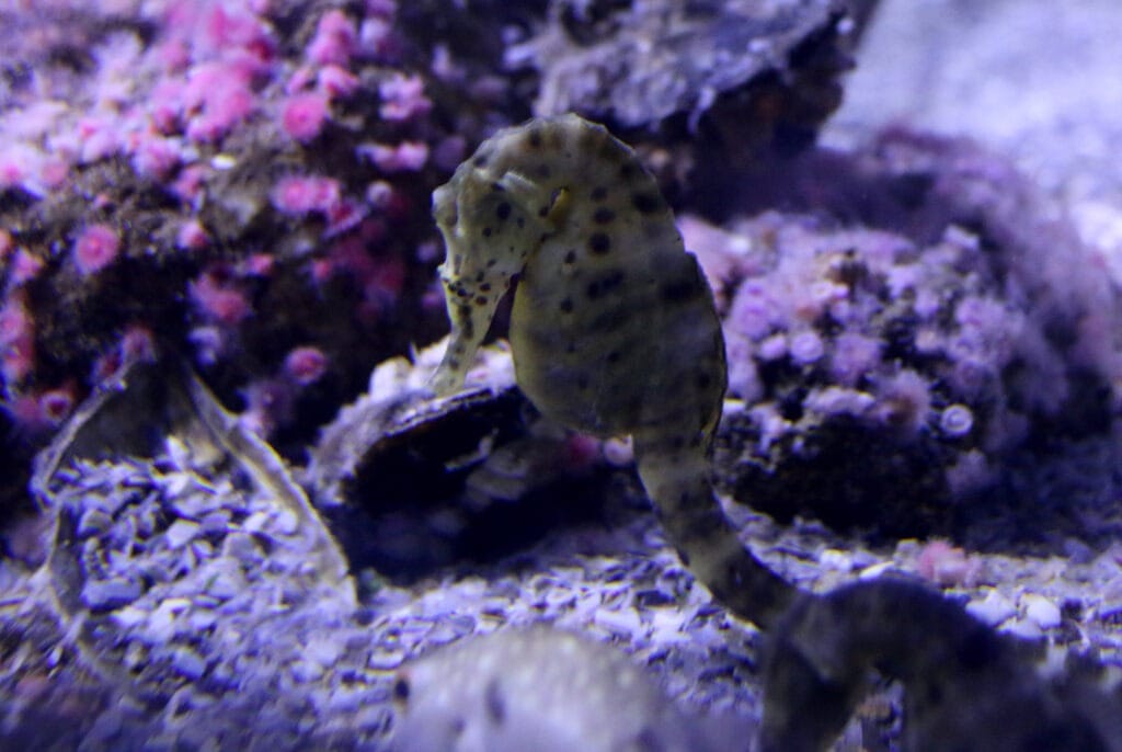 Caballito de mar barrigudo