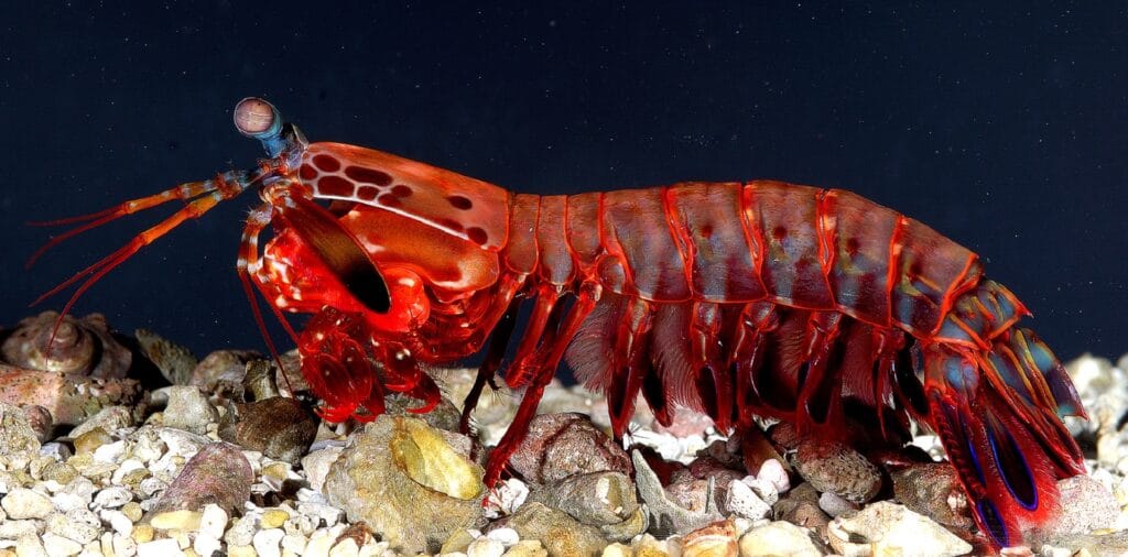 Peacock mantis shrimp