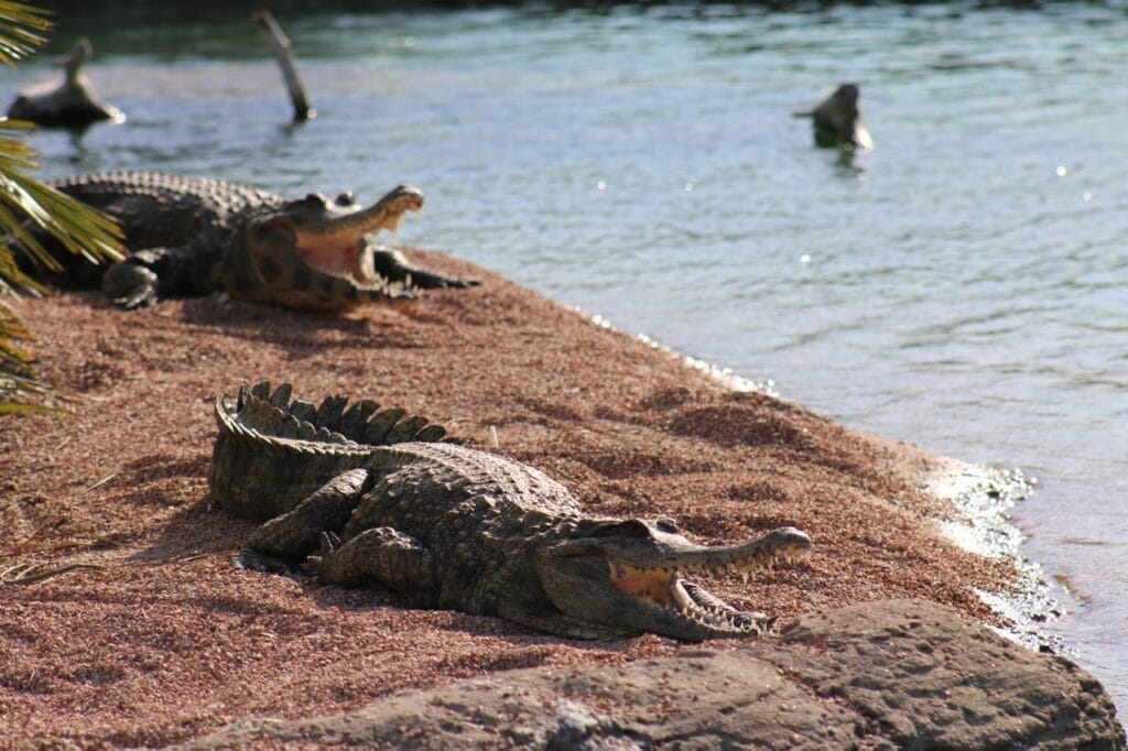 Crocodile preserve