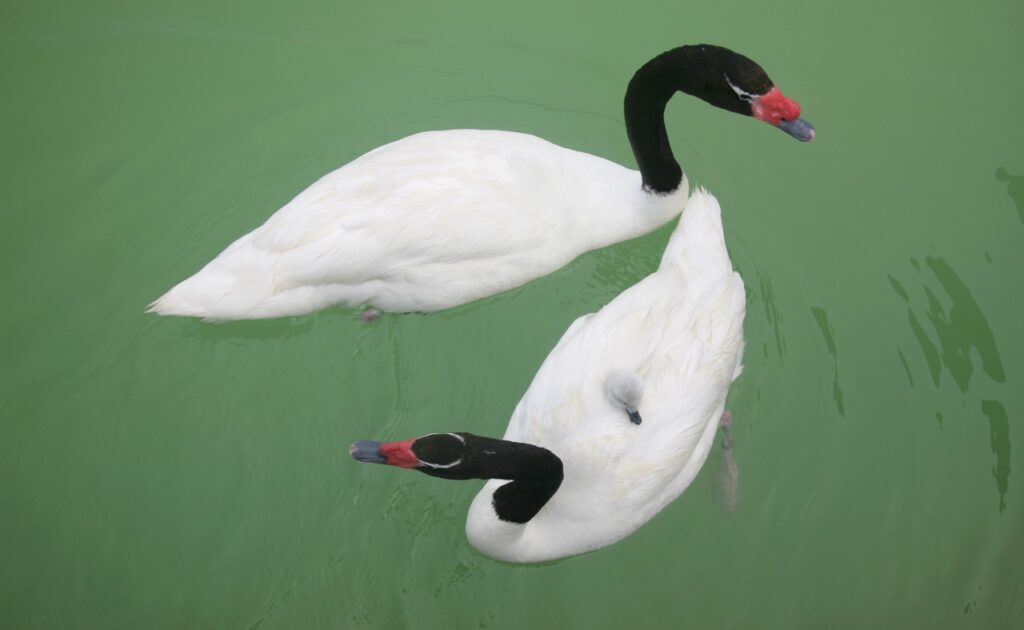 Cigne de coll negre