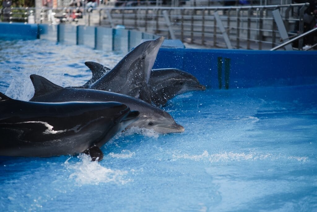 “oceanografic dolphin show times”的图片搜索结果