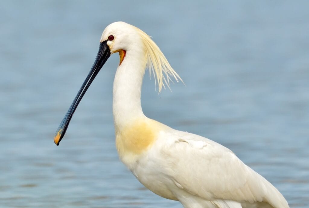 Eurasian spoonbill