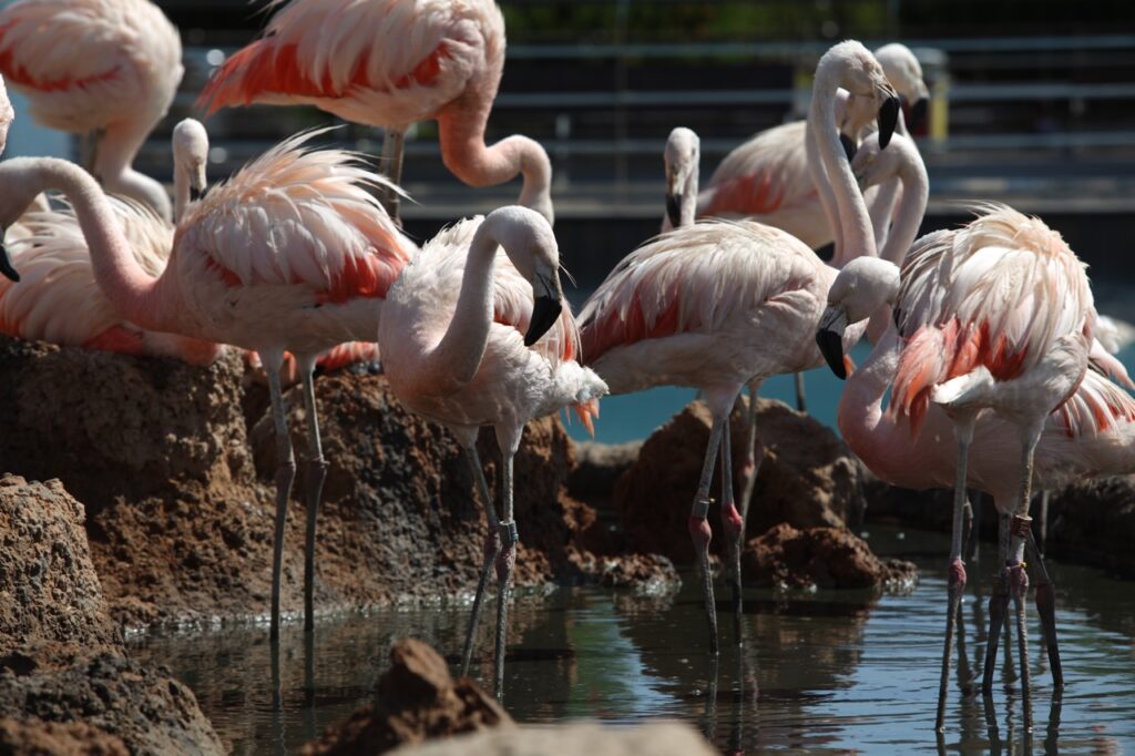 Flamencos