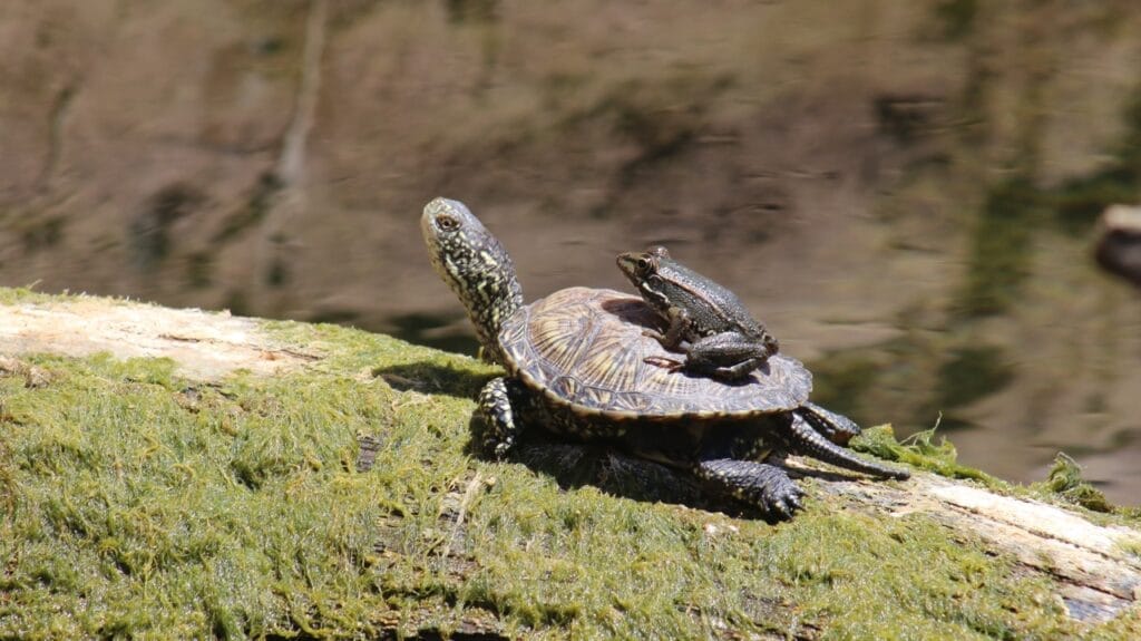 European pond turtle