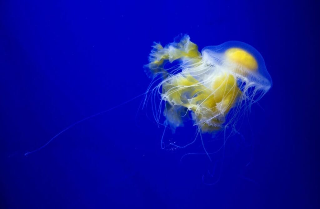 Fried egg jellyfish