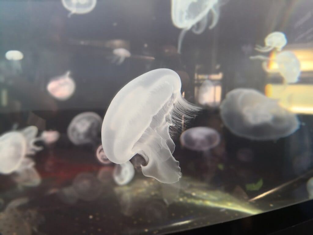 Common jellyfish