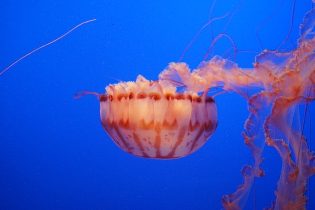 Pacific sea nettle