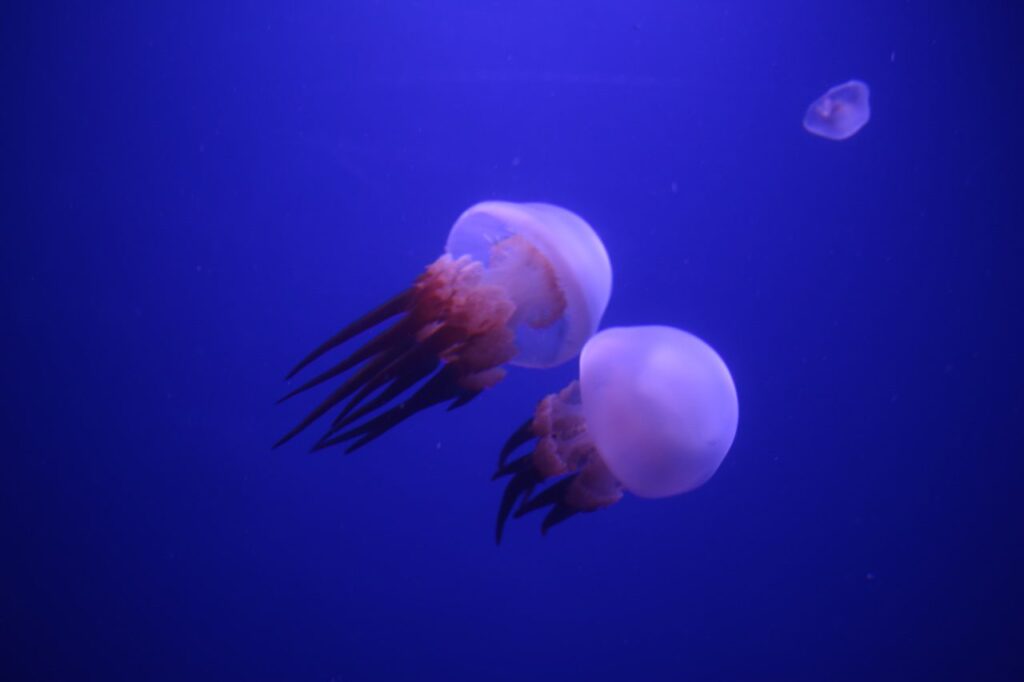 Flame jellyfish