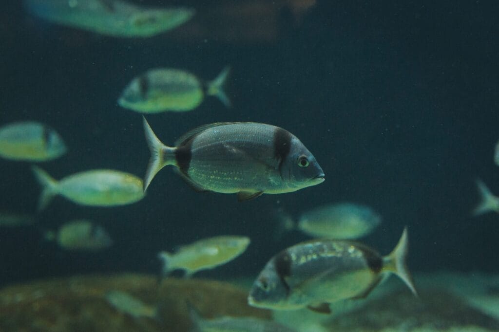 Common two-banded sea bream