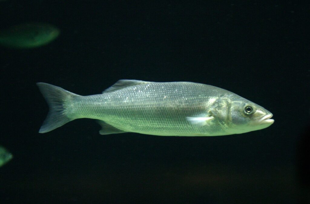 Thicklip grey mullet