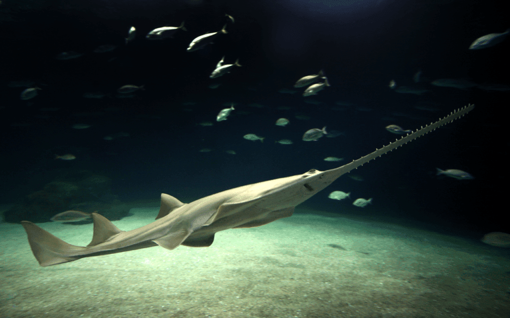 Sawfish