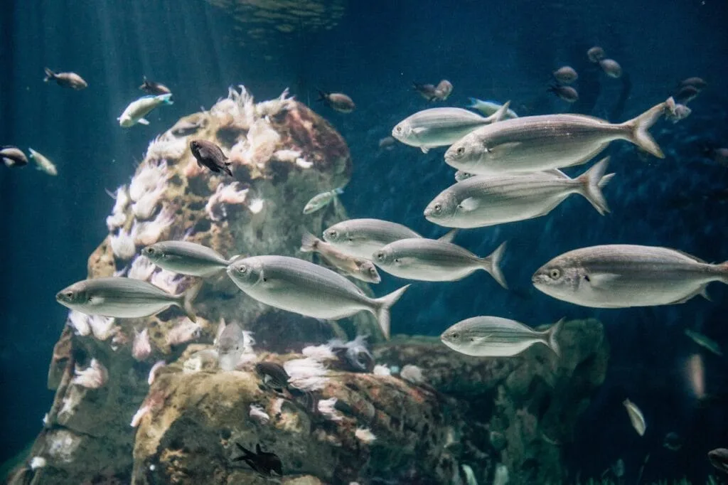 Dreamfish