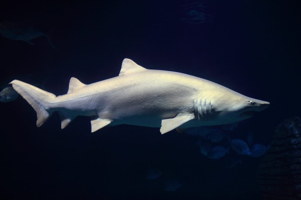Sand tiger shark