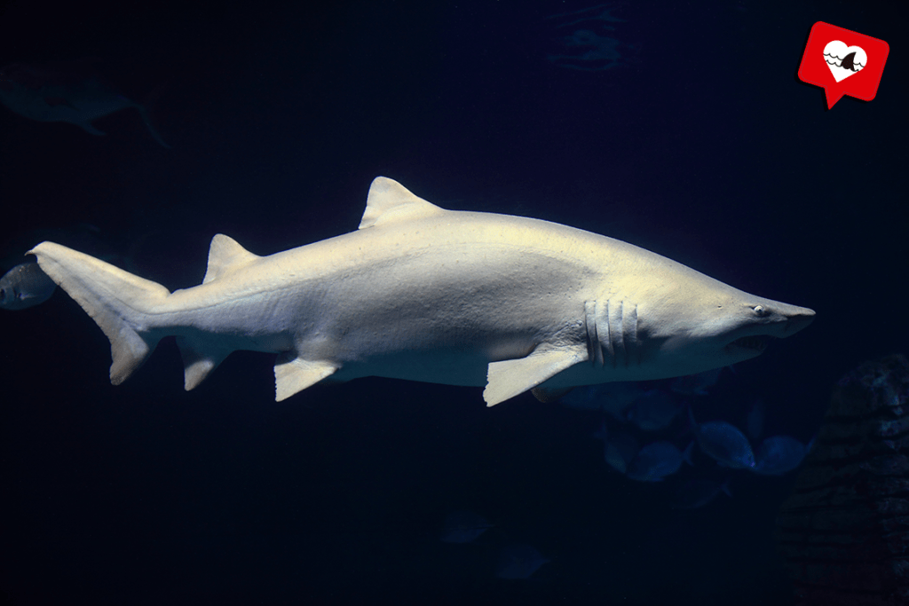 Tiburón toro