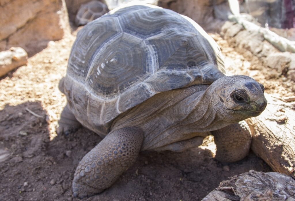 Aldabra Giant Tortoises