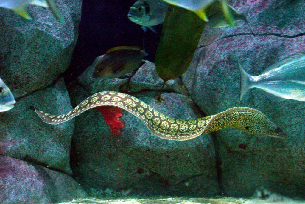 Green moray eel