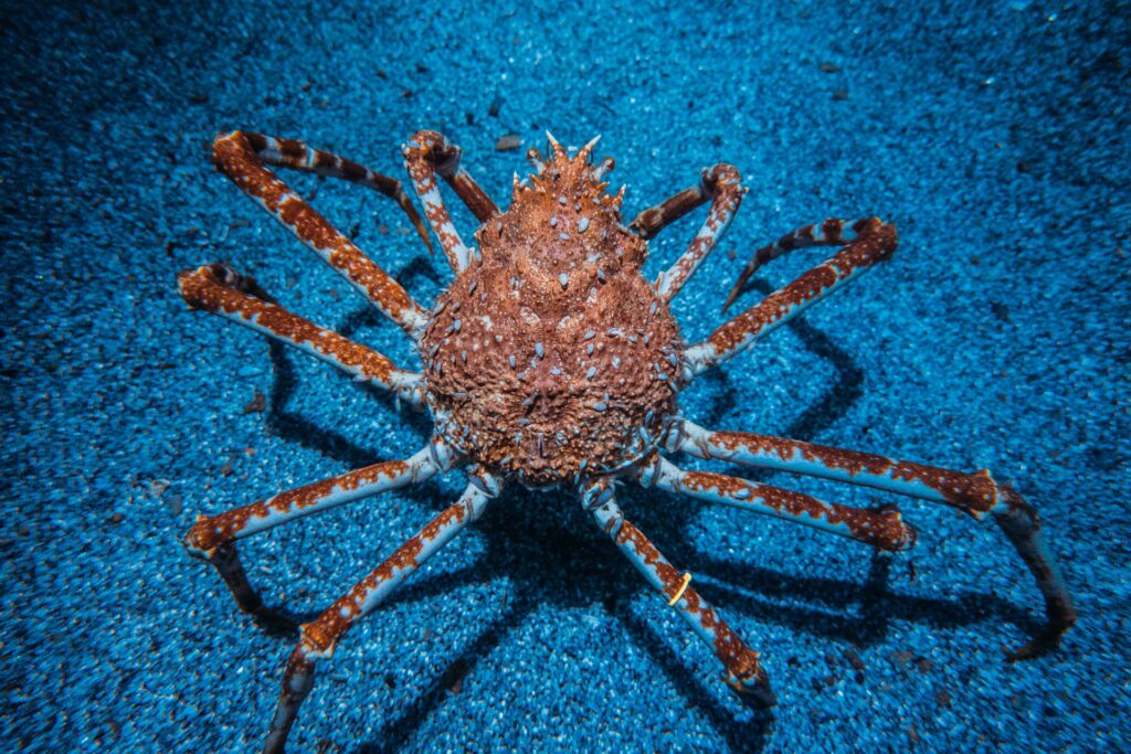 Giant Spider Crab