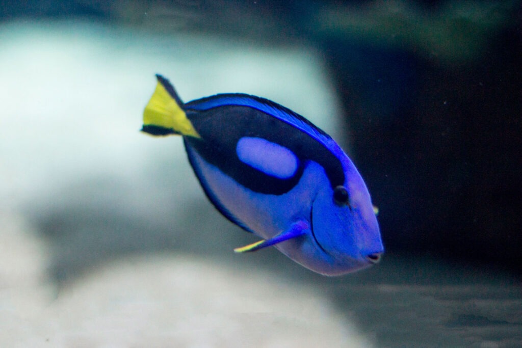 Palette Surgeonfish