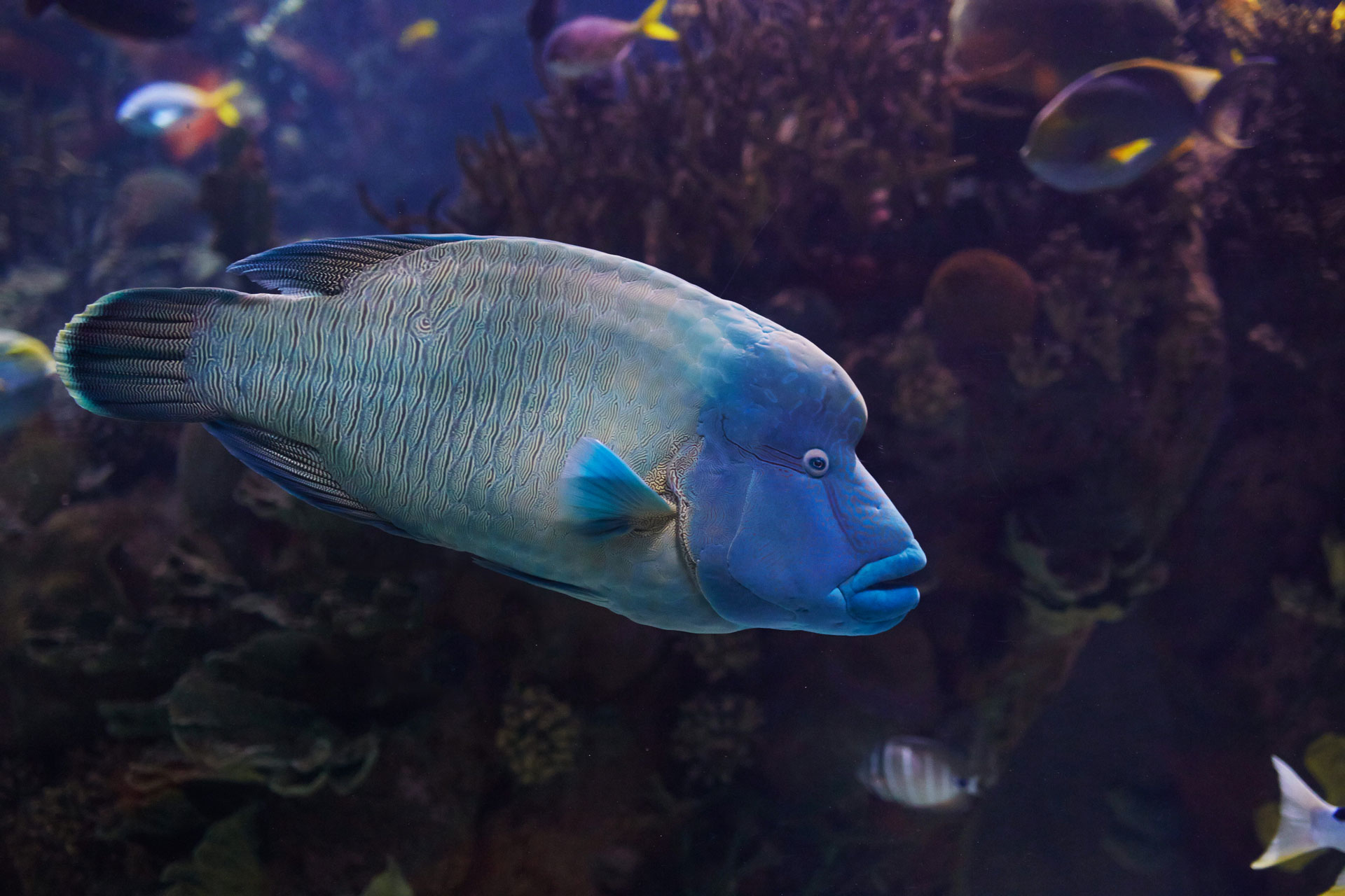 Pez Napoleón Oceanogràfic de València Pez Napoleón Oceanogràfic de València