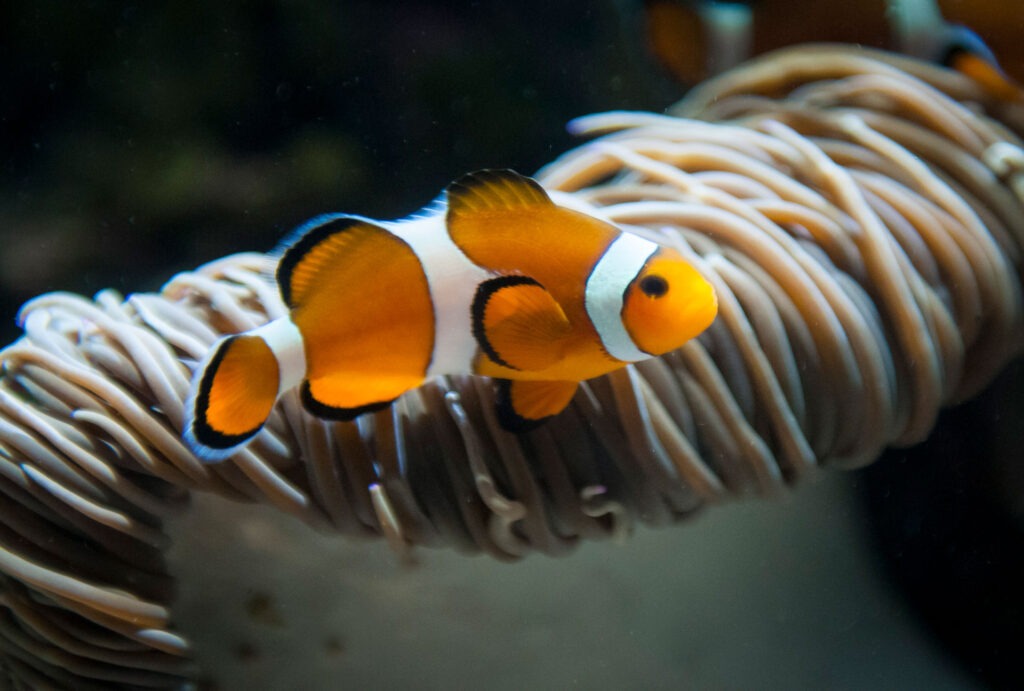 Clownfish