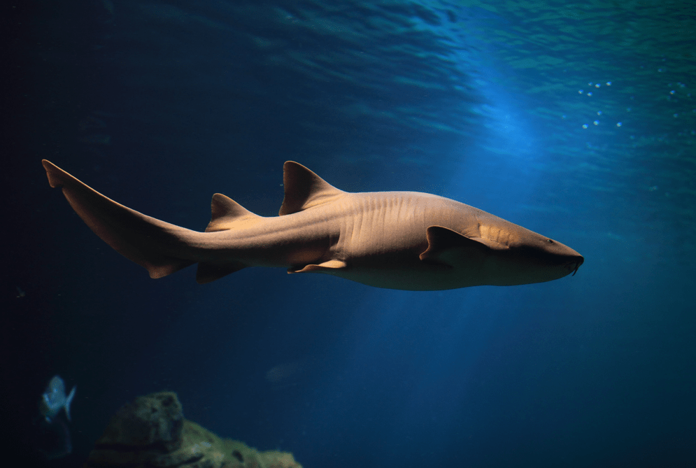 Nurse shark