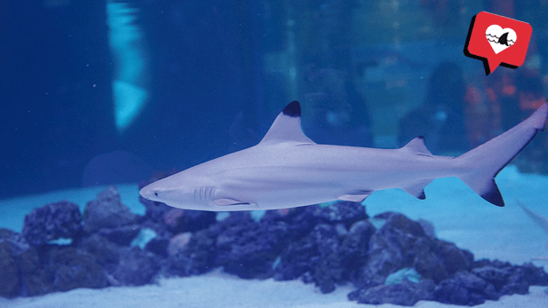 Blacktip reef shark