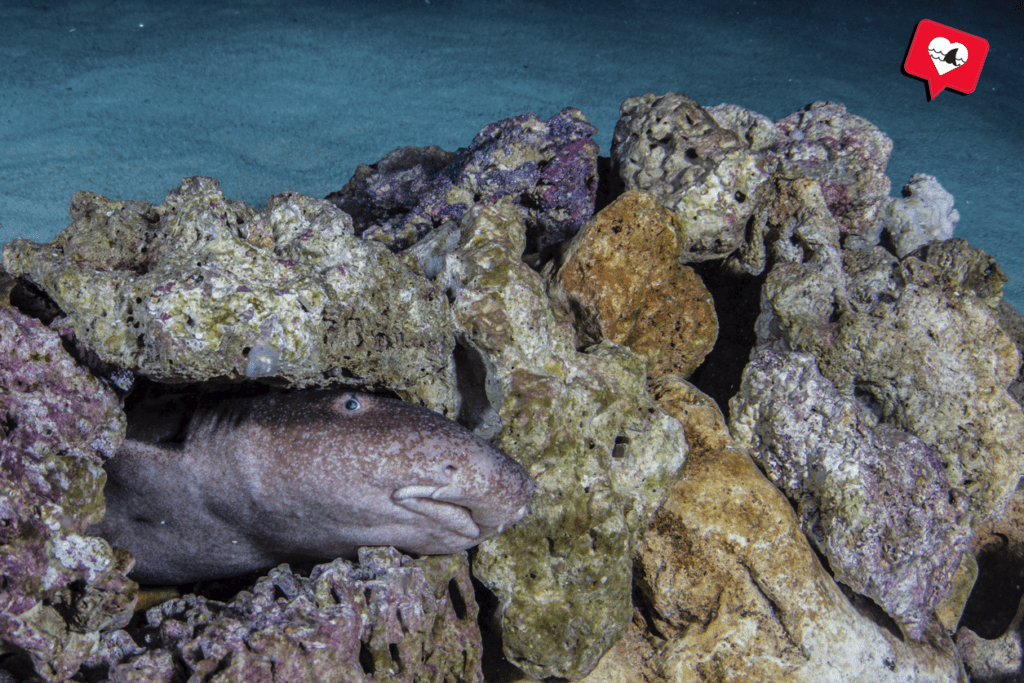 Short-tail nurse shark