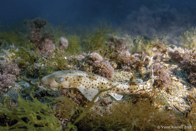 Small-spotted catshark