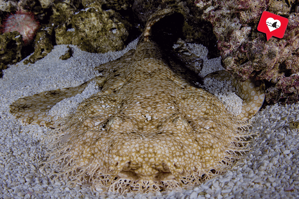 Carpet shark