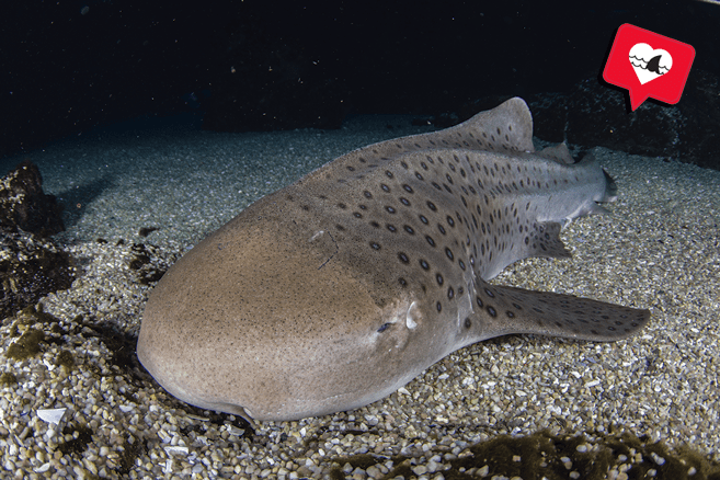 Zebra Shark