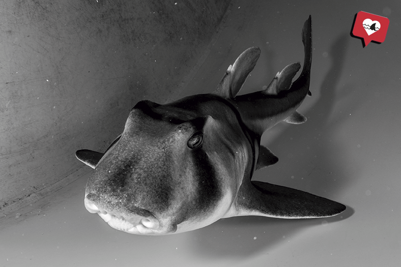 Port Jackson shark