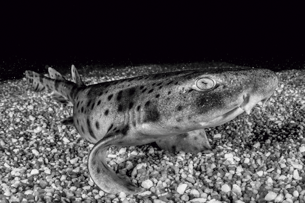 The large-spotted dogfish