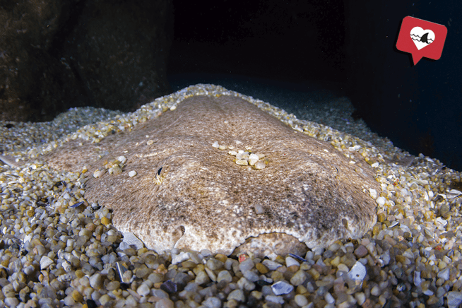 Angel shark