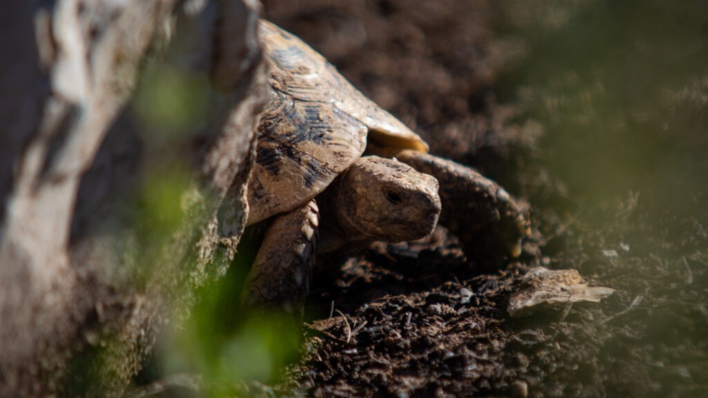 Meediterranean tortoise