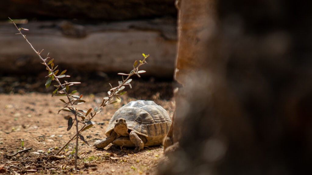 Tortuga mediterránea