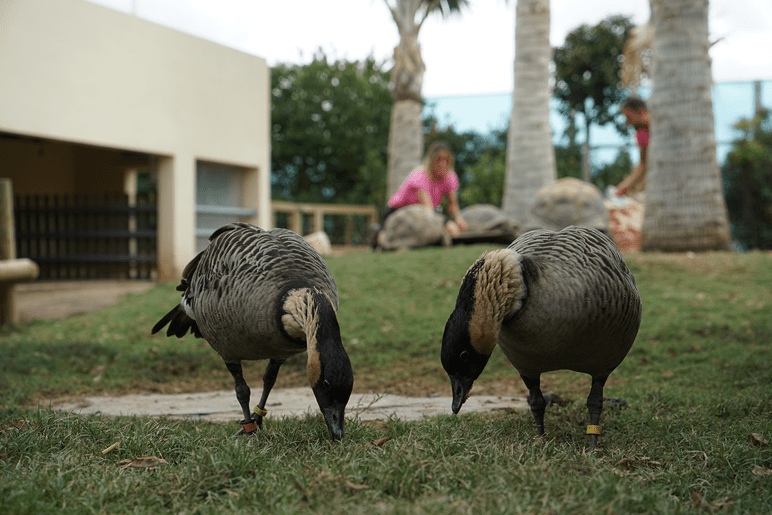 Hawaiian goose