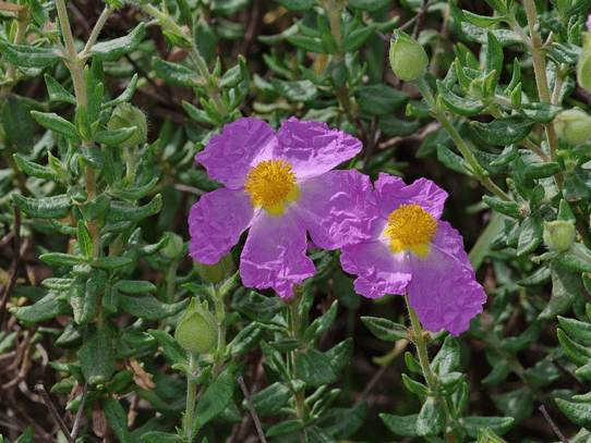 Jara de Cartagena