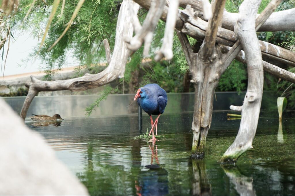 Western swamphen